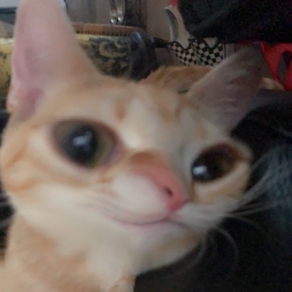 Meet your Posher, Alynna - Picture 1 of 4